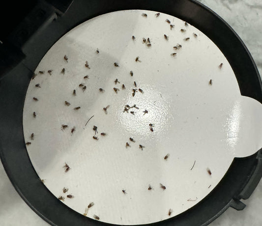 Katchy Bug Trap Review: A Lifesaver in Coastal South Carolina