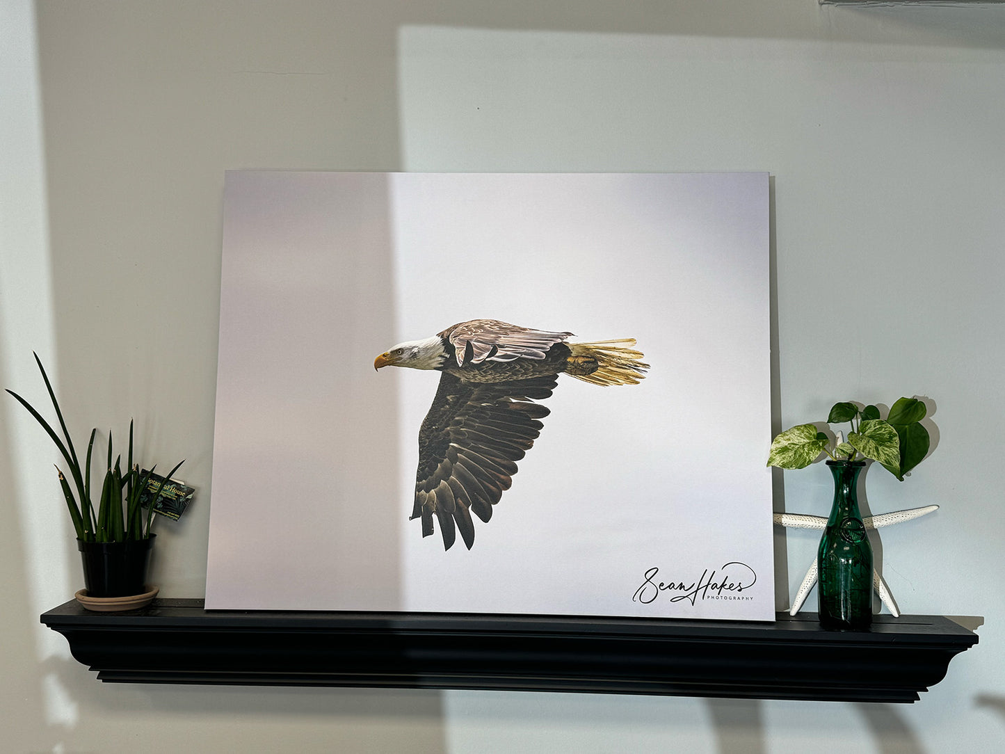 Pawleys Island Eagle | Pawleys Island Bakery