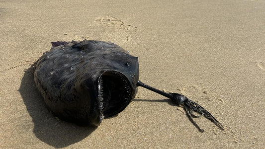Mysterious Deep-Sea Anglerfish Appears on California Beach