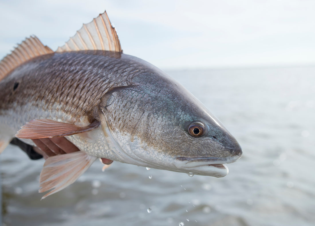 Step-by-Step Beginners Guide on Catching Red Drum