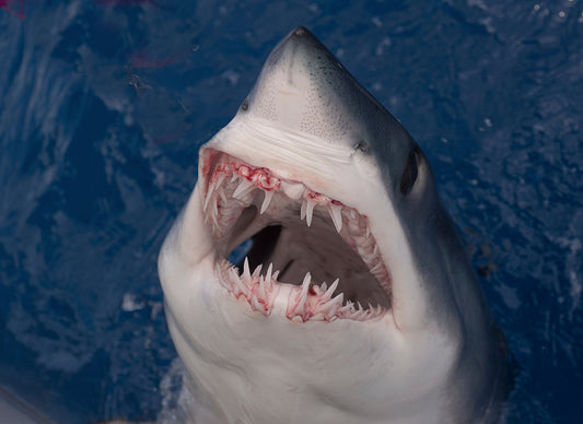 Unleashing the Shortfin Mako Shark: The Ultimate Predator of the Ocean