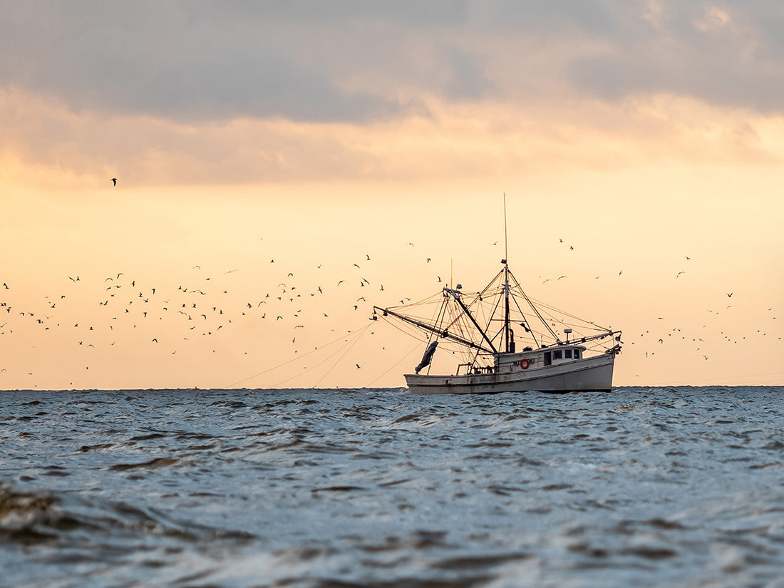 Local Shrimpers Battle Import Surge: South Carolina Alliance Advocates for Homegrown Seafood