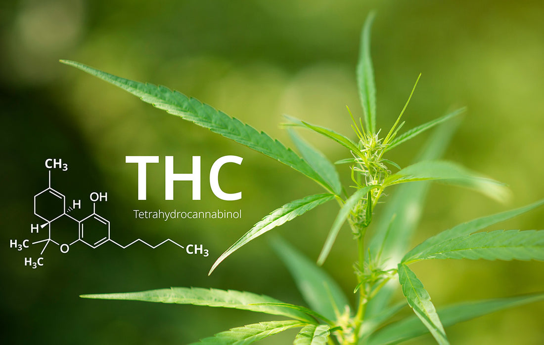 What is THC-A and is it Legal in South Carolina?