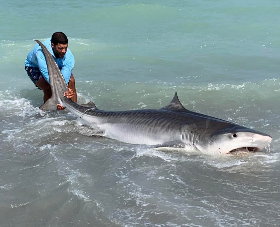 A Remarkable Encounter with a Tiger Shark off Pawleys Island