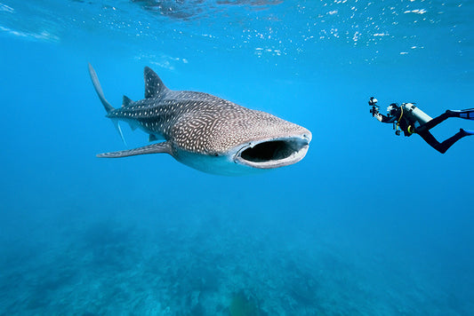 Whale Shark vs Basking Shark: The Battle of the Ocean Giants