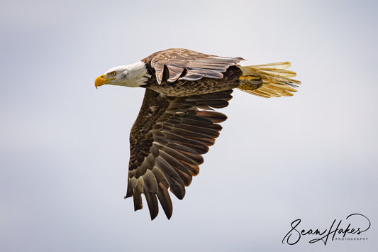 Freedom Flight | American Bald Eagle Canvas Print 24" X 36" X 1.5" Thick